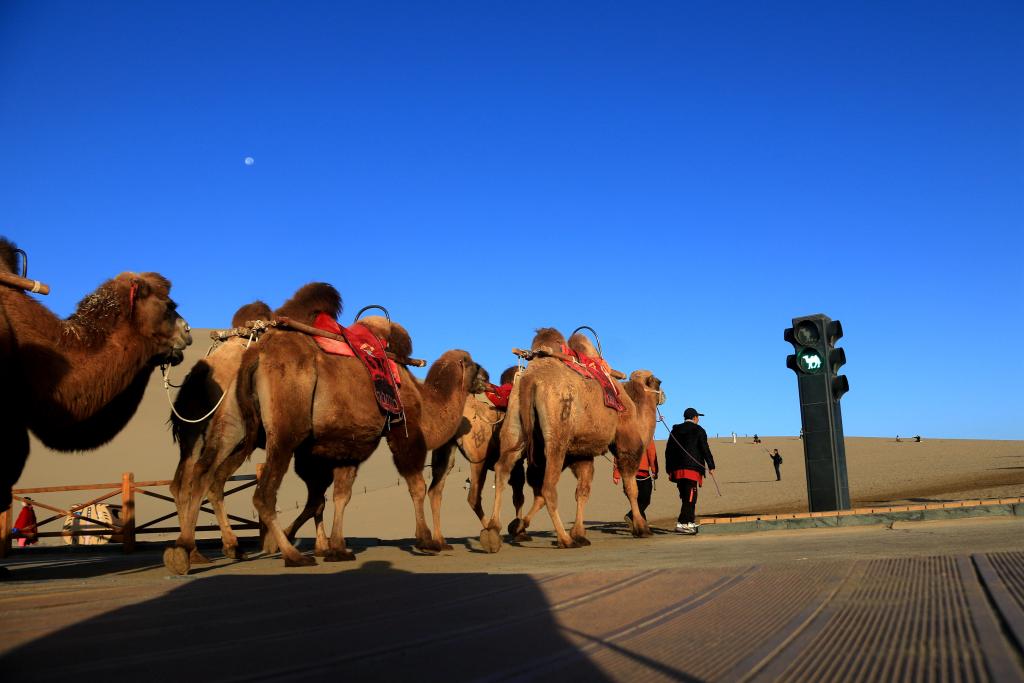 甘肃敦煌：景区旅游迎高峰 骆驼红绿灯畅交通