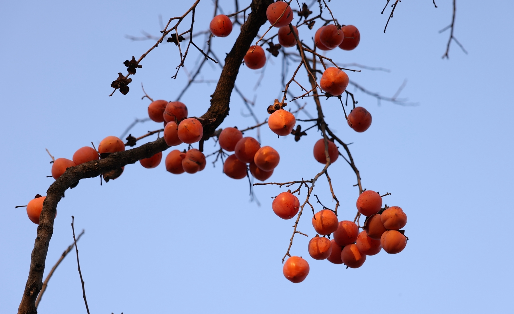 甘肃平凉：“柿柿如意”秋意浓