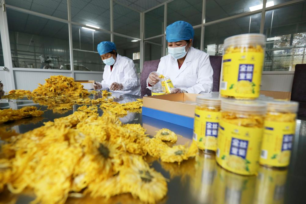 甘肃临洮：金丝皇菊采收加工忙