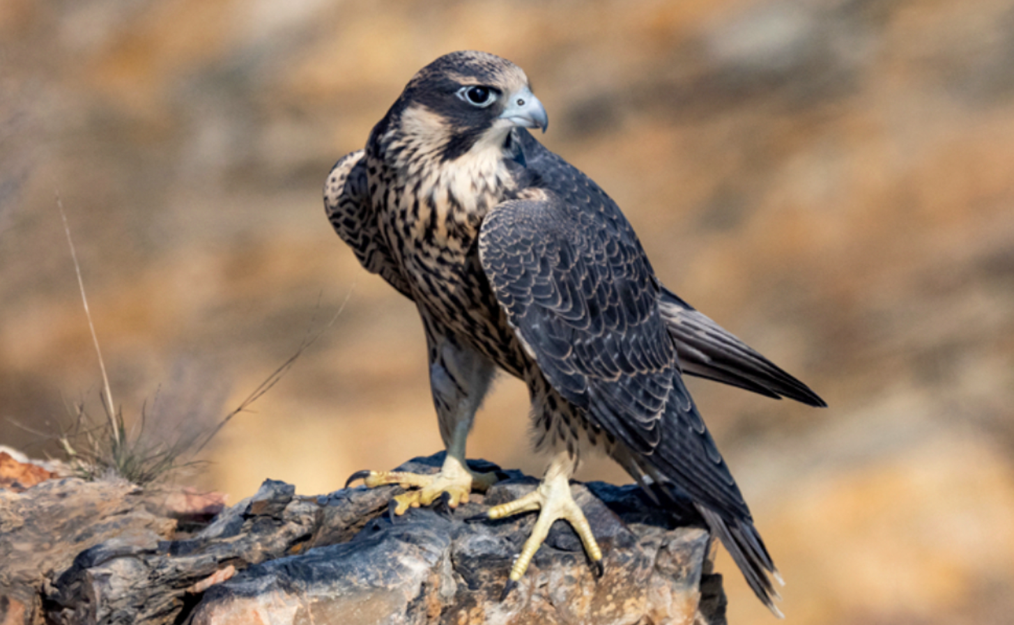 游隼打卡甘肃太子山国家级自然保护区