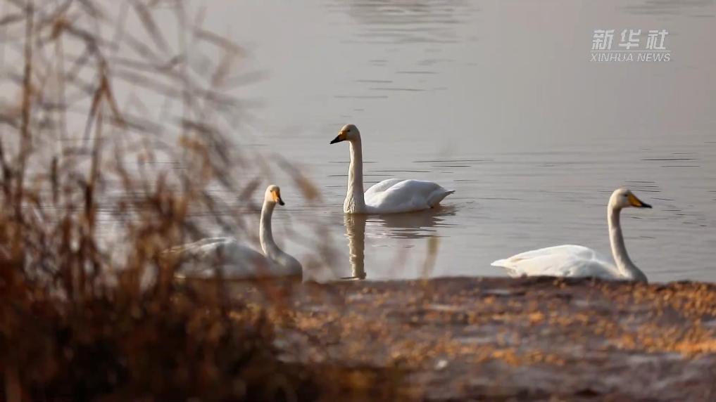 越冬大天鹅“先遣队”飞抵甘肃兰州三江口