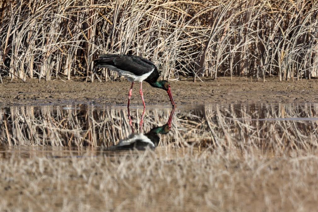 甘肃张掖黑河湿地：候鸟的冬日乐园