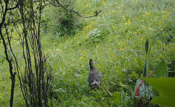 红喉雉鹑现身甘肃羊沙林场