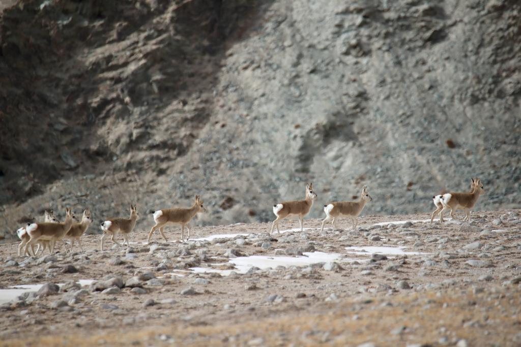 冬日哈尔腾：“高原精灵”的隐秘乐园
