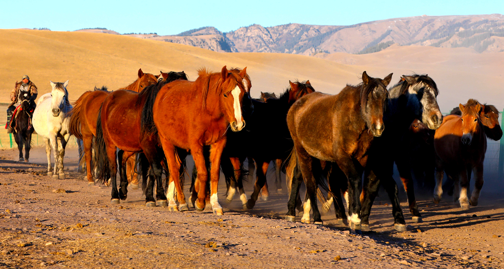 【大美甘肃】山丹马场冬日牧马图