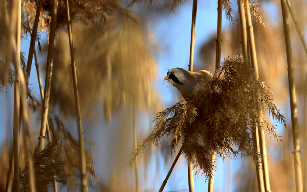 【大美甘肃】甘肃张掖：冬日鸟趣