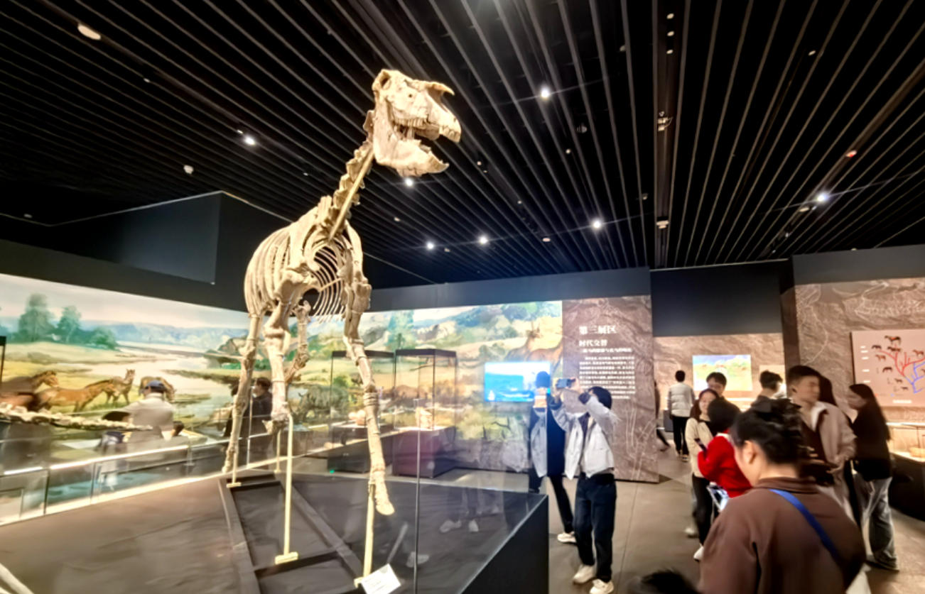 “化石王国”遇见深圳：共赴一场与远古岁月的深度对话