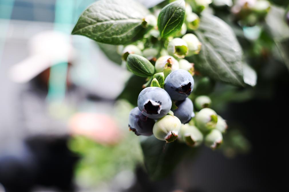 新春走基层丨甘肃定西：高原蓝莓为乡村振兴注入“甜蜜动能”