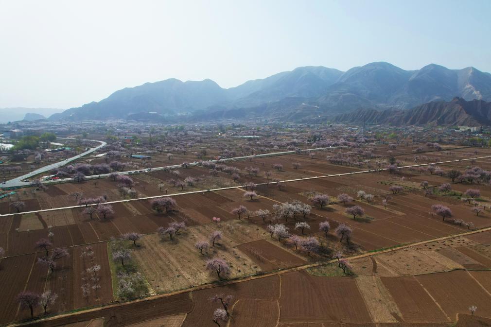 甘肃东乡：杏花烂漫引客来