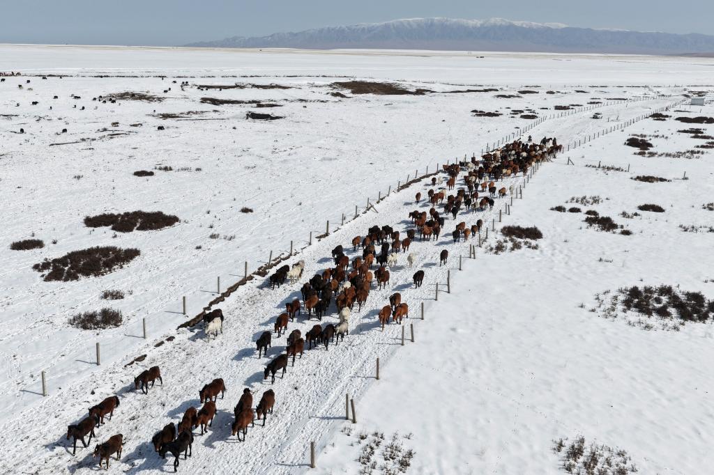 春耕启幕 骏马归原