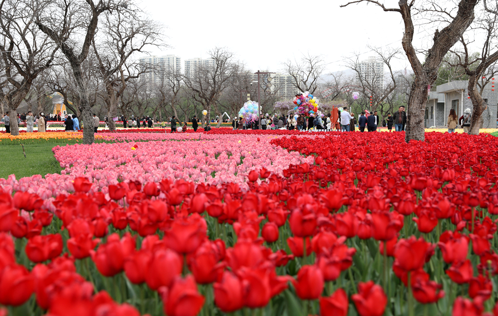 “河”处相逢 | 甘肃永靖：一堤郁金香 一步一倾城