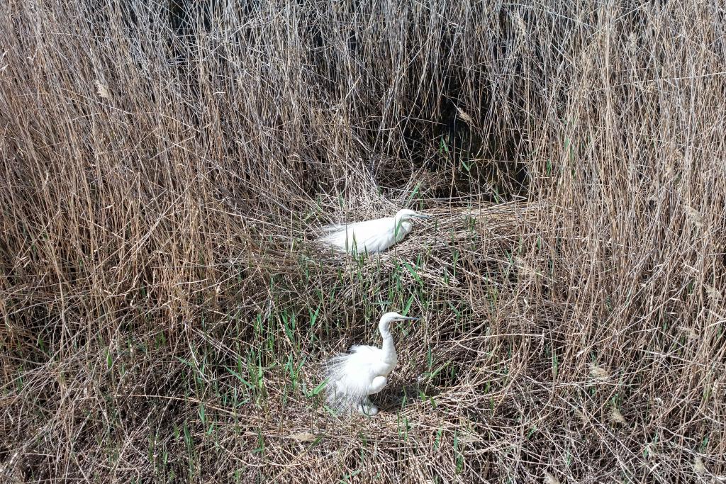 青土湖迎来鸟类繁殖期