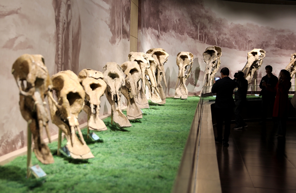 “河”处相逢|甘肃和政有个“史前动物园” 