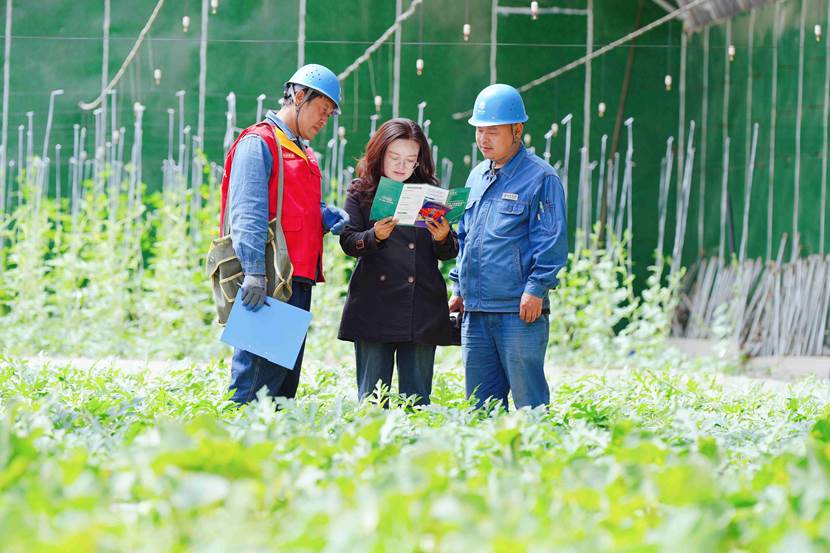 国网兰州供电公司忠和供电所员工在兰州市安宁区九合镇5G智慧农业产业园日光温室向客户介绍最新电价电费政策。史双绚摄 (1)