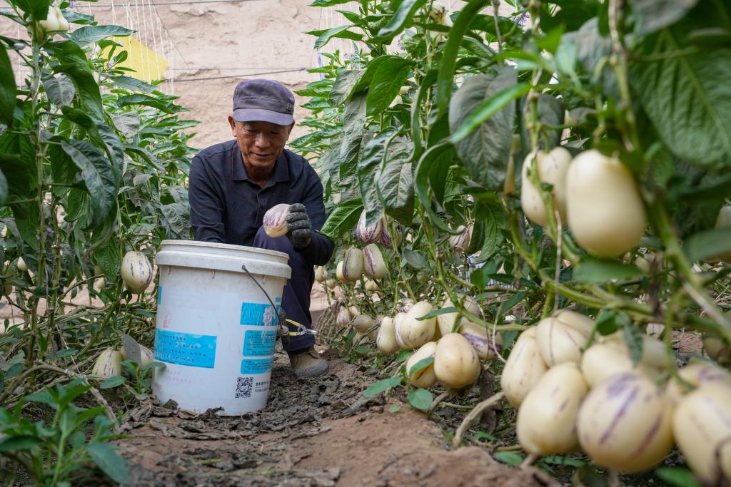 甘肃民勤：“沙乡”果业兴
