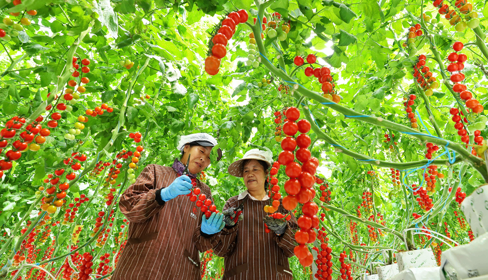 【大美甘肃】甘肃张掖：番茄丰收串串红