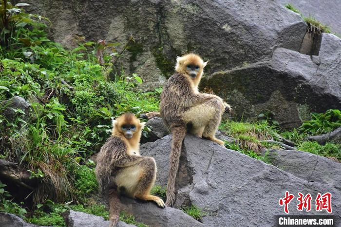 图为生活在甘肃省陇南市境内的国家一级保护动物川金丝猴。　刘亚鹏 摄