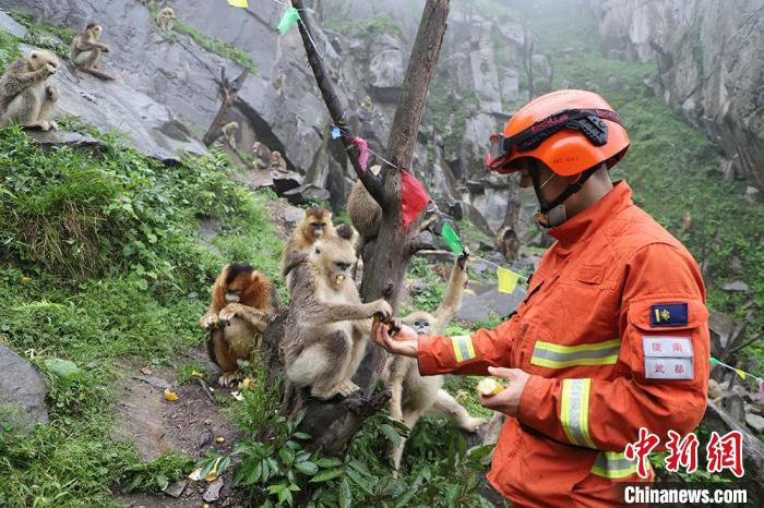 图为消防员投喂国家一级保护动物川金丝猴。　王琨 摄