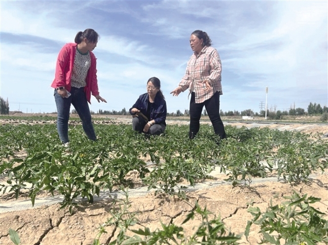 减农忧科技 敦煌肃州镇:精准“把脉”解农忧 科技助力促增收