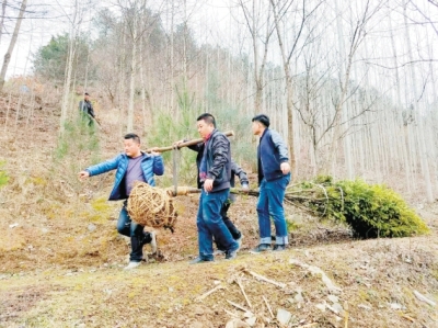 徽县麻沿河镇群众正在起挖移栽树苗
