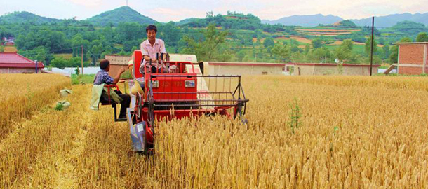 徽县：16.97万亩小麦开始收割