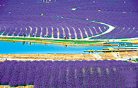 紫金花卉种植基地