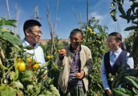 景泰县支行工作人员深入西红柿种植基地了解其收成情况