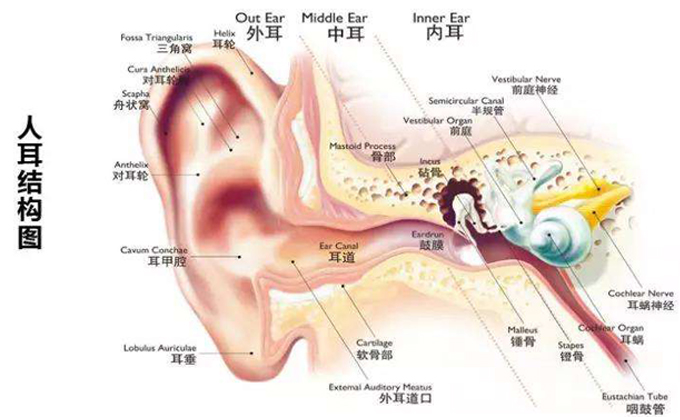 人体的耳部结构是怎样的？