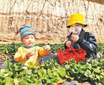 游客在民乐县温室大棚里采摘草莓