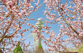 东湖生态旅游景区樱桃花盛开