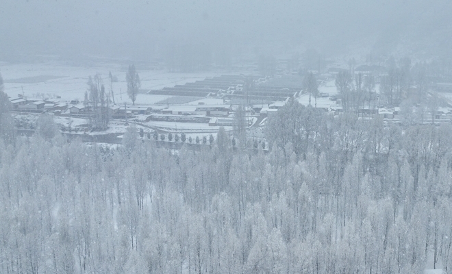 甘肃肃南：白雪穿树作“飞花”