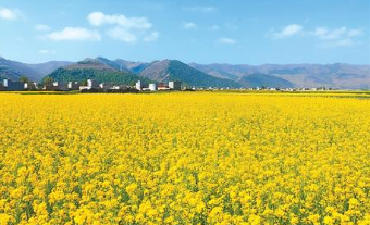 岷县洮河南岸十里镇种植的千亩油菜花盛开