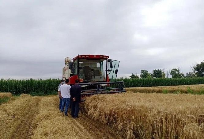 丰收在即！金川区“三夏”小麦机收全面展开