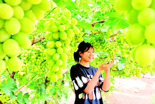 金塔县羊井子湾乡的7500亩葡萄陆续成熟