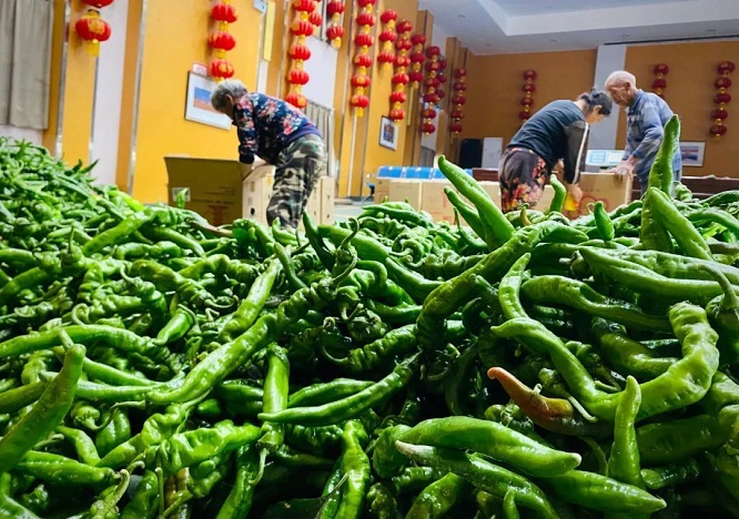 肃州：蔬菜丰收 “钱”景喜人