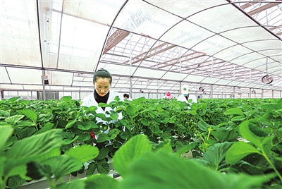 甘州区靖安乡着力打造现代高效农业产业园