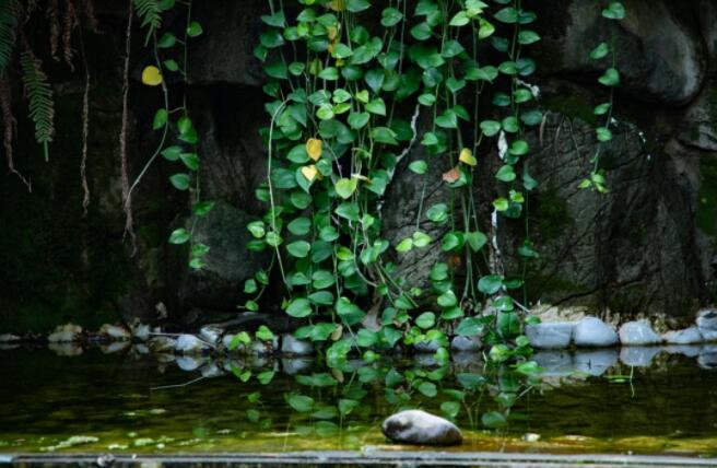 金川植物园：别样“年味”引来游人如织