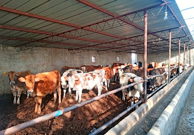 瓜州：产业有“牛”招 致富有“钱”途