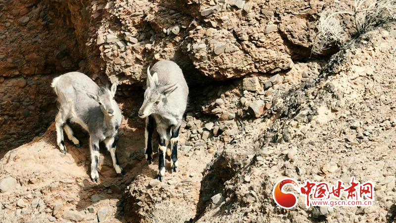 甘肃：只此青绿护生态 大美祁连谱新篇