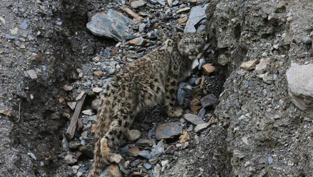 祁连山：雪豹&ldquo;归来&rdquo; 向绿而行