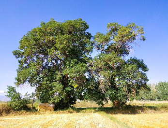 凉州区：保护古树名木 守护有生命的文物