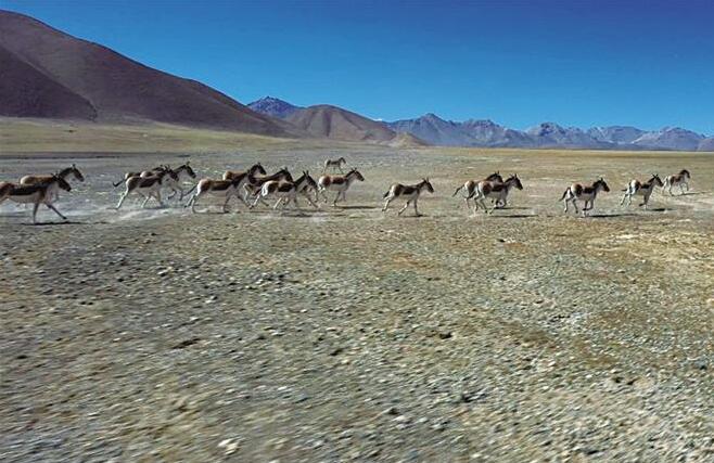 祁连山国家公园发现藏野驴大种群活动