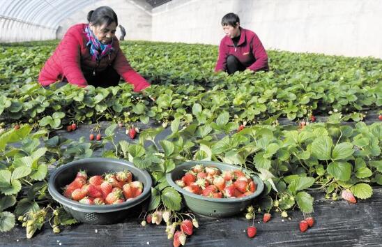 临夏县大棚草莓陆续进入采摘季