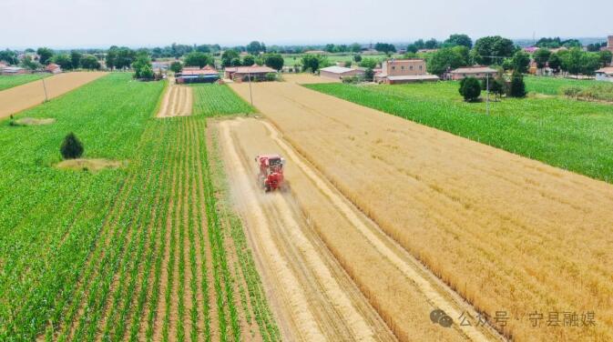 宁县41.63万亩小麦陆续开镰收割