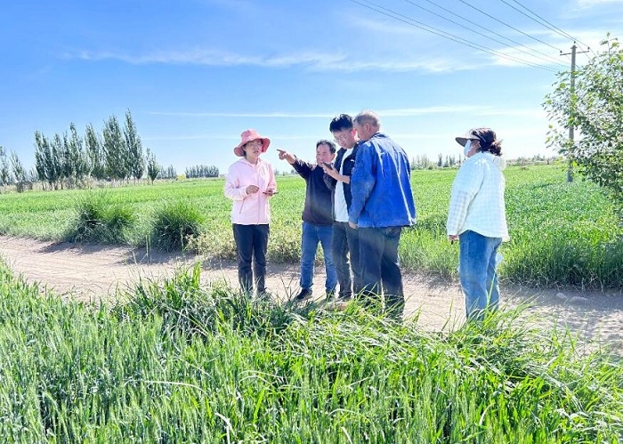 肃州：万亩小麦长势喜人丰收在望