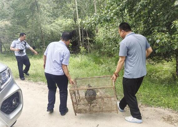 村民院子里发现野生鸟类 原来是受伤的蓝马鸡
