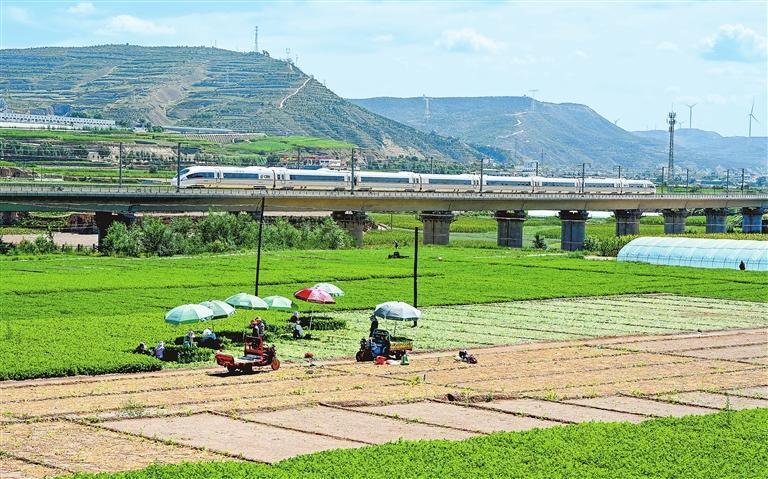 定西市安定区菜农采收蔬菜忙