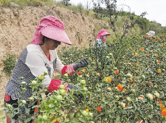 药香飘满致富路