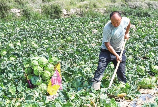 秦川园区高原夏菜喜丰收