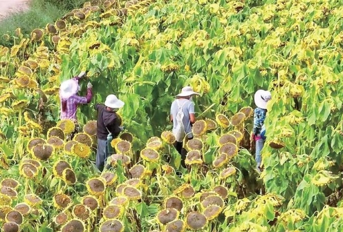 万亩葵花采收忙